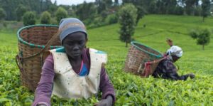 The Rise of Specialty Tea in Africa
